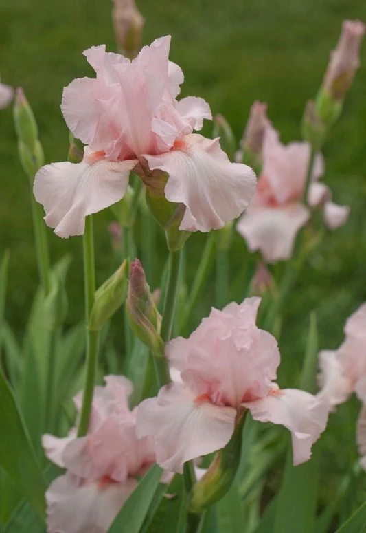 Bulb Iris Germanica Pink - 1 buc - Flori Mari Roz Pastelat [2]