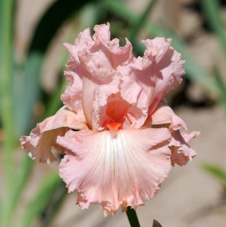 Bulb Iris Germanica Pink - 1 buc - Flori Mari Roz Pastelat [3]