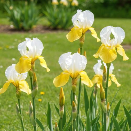 Bulb Iris Germanica White Yellow - 1 buc - Flori Mari Alb cu Galben [1]