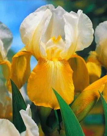 Bulbi de flori - Bulb Iris Germanica White Yellow - 1 buc - Flori Mari Alb cu Galben