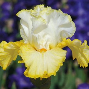 Bulb Iris Germanica White Yellow - 1 buc - Flori Mari Alb cu Galben [2]