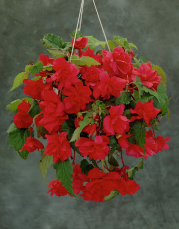 Bulbi Begonia Pendula Red, Pachet 3 Bulbi Calibrul 4/5, Flori Rosii Curgatoare pentru Terasa si Gradina [2]
