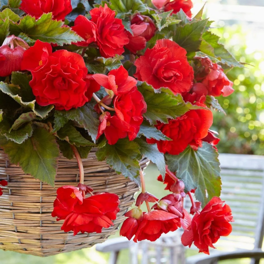 Bulbi de flori - Bulbi Begonia Pendula Red, Pachet 3 Bulbi Calibrul 4/5, Flori Rosii Curgatoare pentru Terasa si Gradina