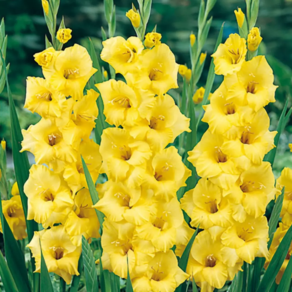 Bulbi Gladiolus Nova Lux, Pachet 10 Bulbi Calibrul 10/12, Flori Galbene Inalte de Vara, Agrinin [2]