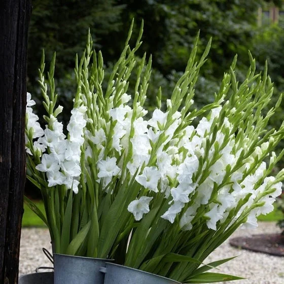 Bulbi Gladiolus White Prosperity, Pachet 10 Bulbi Calibrul 10/12, Flori Albe Inalte de Vara, Agrinin [2]