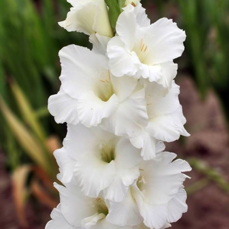 Bulbi Gladiolus White Prosperity, Pachet 10 Bulbi Calibrul 10/12, Flori Albe Inalte de Vara, Agrinin [1]