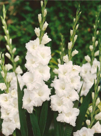 Bulbi Gladiolus White Prosperity, Pachet 10 Bulbi Calibrul 10/12, Flori Albe Inalte de Vara, Agrinin [3]