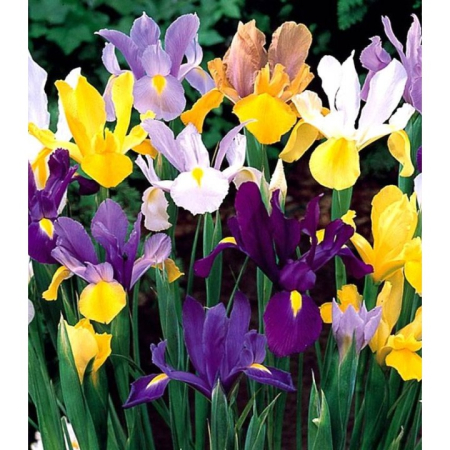Seminte - Bulbi Iris Mix Hollandica, Pachet 10 Bulbi Calibrul 7/8, Flori de Gradina Mix Colorate, Agrinin