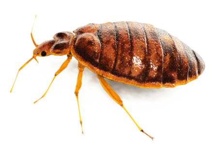 Capcana pentru plosnite de pat BROS - Set 2 bucati - Monitorizare si Combatere [1]