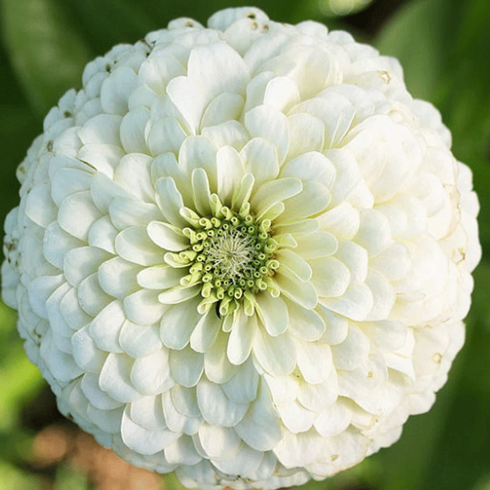 Carciumarese Albe – Eleganta Simpla pentru Gradina [1]