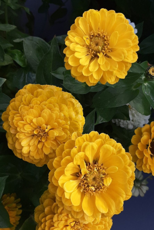 Cârciumărese Galbene- Kartimag [1]