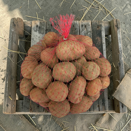 Cartofi de Samanta Bellarosa Harghita, Pachet 50 Minituberculi, calibru 25-35mm, Clasa Elita, Coaja Rosie [2]