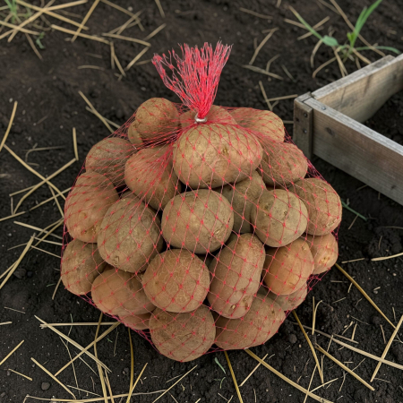 Cartofi de Samanta Bellarosa Harghita, Pachet 50 Minituberculi, calibru 25-35mm, Clasa Elita, Coaja Rosie [1]