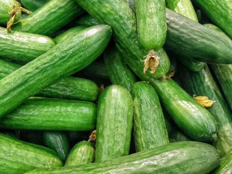 Seminte - Castraveti Marketer 4g – Productie Mare, Fructe Fine, Gust Excelent