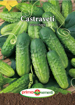 Seminte castraveti - Castraveti Wisconsin