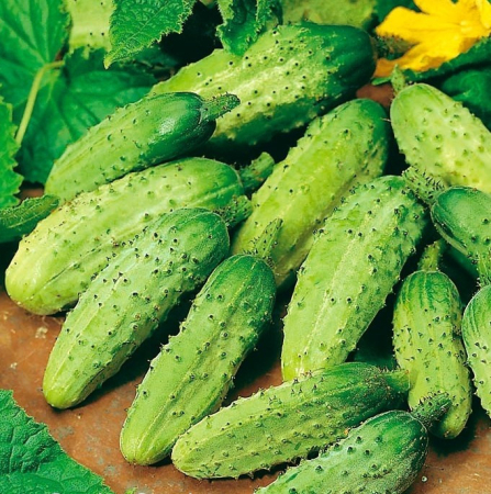 Castraveti Wisconsin 4g – Rezistenti, Productivi, Perfecti pentru Conservat [1]