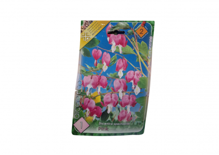 Bulbi de flori - Cerceii doamnei / Dicentra spectabilis Pink CAT 1