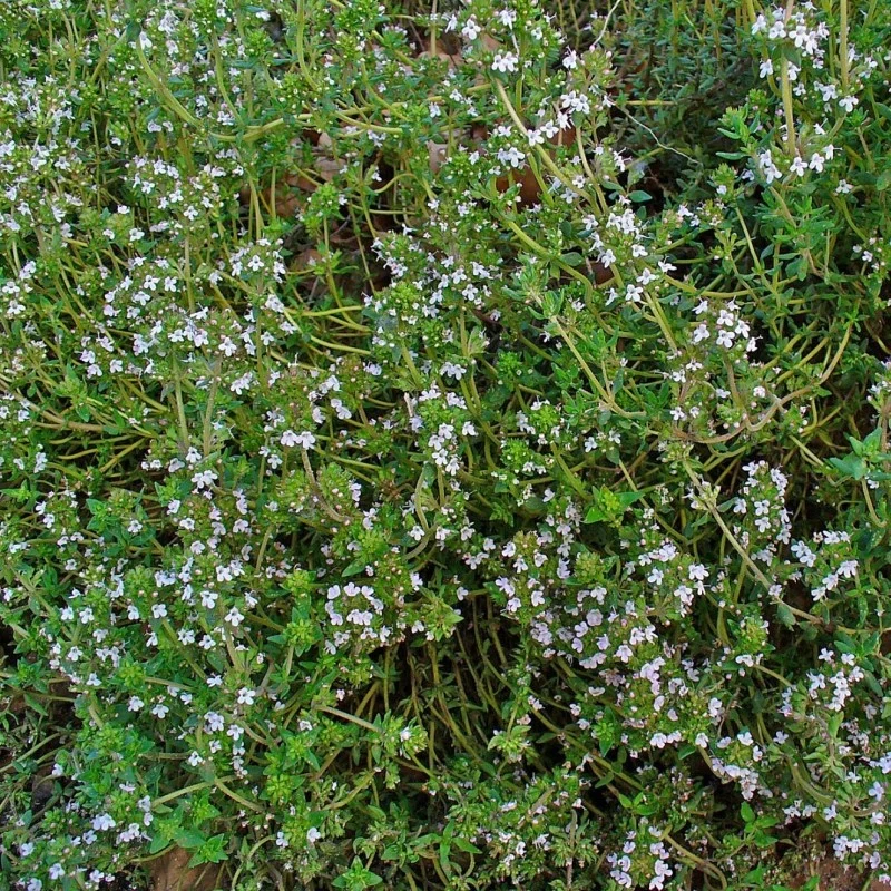 Seminte Cimbru 1g Kertimag - Planta Aromatica si Medicinala pentru Gradina si Ghiveci [1]