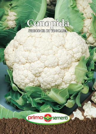 Seminte conopida - Conopida Precoce Di Toscana 1 g