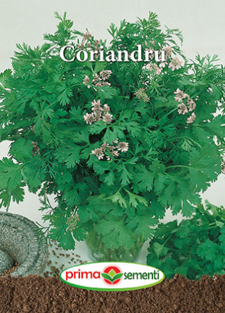 Seminte legume - Coriandru / Coriandrum sativum 5 g