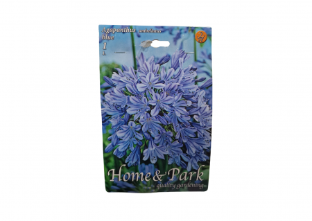 Bulbi de flori - Crin African / Agapanthus umbellatus Blue CAT 2