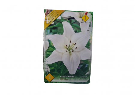 Bulbi de flori - Crin alb / Lilium White Asiatic Hybrid - 1 bulb - CAT 1