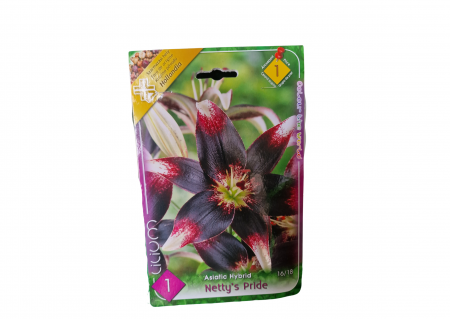 Bulbi de flori - Crin bordo / Lilium Asiatic Netty's Pride