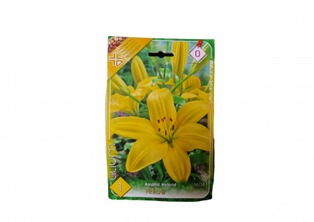 Bulbi de flori - Crin galben / Lilium yellow