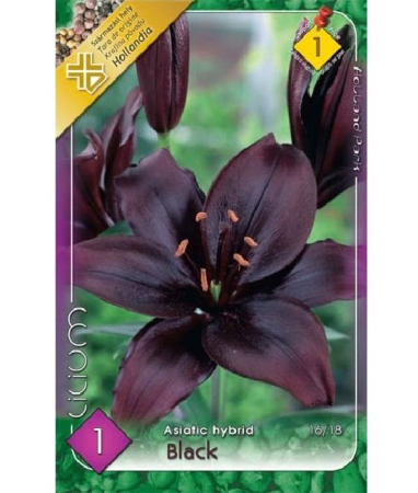 Crin Lilium Black Asiatic Hybrid CAT 1 – bulbi flori mov inchis - 1 bulb - [2]