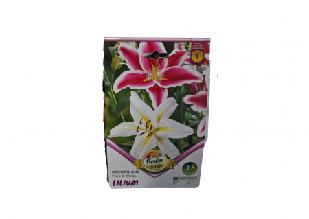 Bulbi de flori - Crin / Lilium DUO PINK WHITE ORIENTAL CAT 1