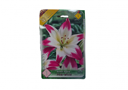 Seminte - Crin / Lilium Pink-White Asiatic Hybrid CAT 1