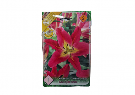 Bulbi de flori - Crin / Lilium Satifaction OT Hybrid CAT 2