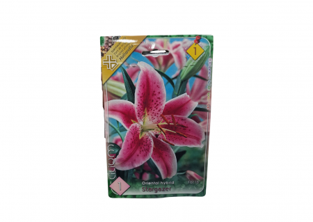 Bulbi de flori - Crin / Lilium Stargazer Oriental Hybrid CAT 1