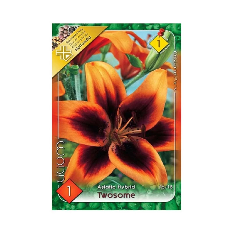 Crin Lilium Twosome Asiatic Hybrid CAT 1 – bulbi bicolori - 1 bulb - [1]