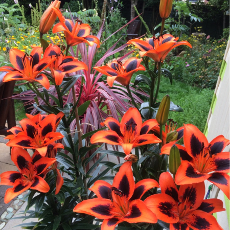 Bulbi de flori - Crin Lilium Twosome Asiatic Hybrid CAT 1 – bulbi bicolori - 1 bulb -