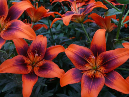 Crin Lilium Twosome Asiatic Hybrid CAT 1 – bulbi bicolori - 1 bulb - [2]