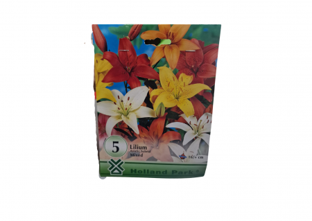 Seminte - Crin Mix / Lilium Mixed Asiatic Hybrid