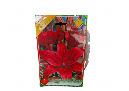 Bulbi de flori - Crin rosu / Lilium Red