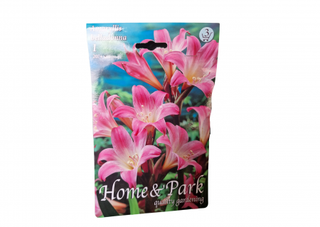 Bulbi de flori - Crin roz / Amaryllis Belladonna
