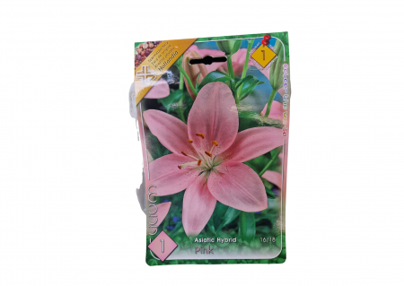 Bulbi de flori - Crin Roz / Lilium Asiatic Pink