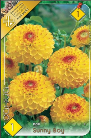 Bulbi de flori - Dalia Sunny Boy, 1 Bulb Calitate Premium, Tip Ball, Galben cu Centru Rosu