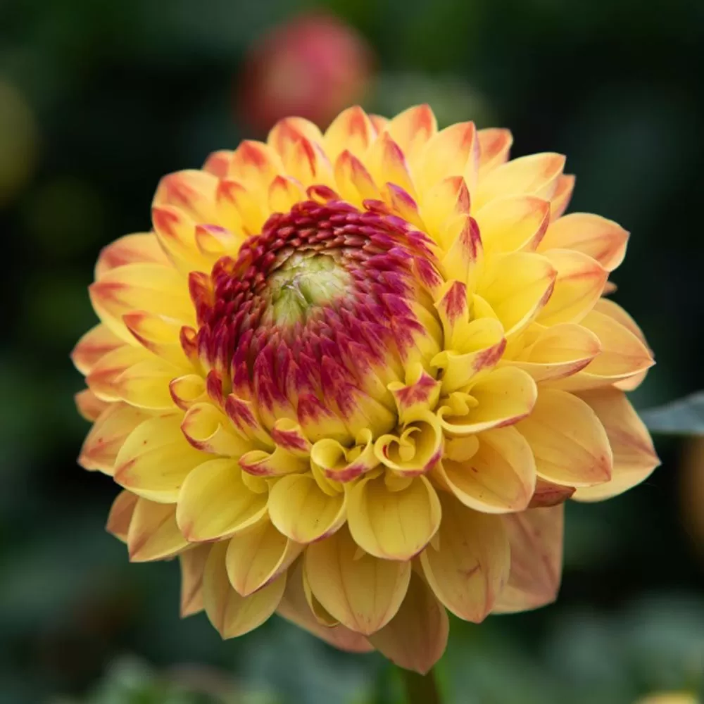 Dalia Sunny Boy, 1 Bulb Calitate Premium, Tip Ball, Galben cu Centru Rosu [3]