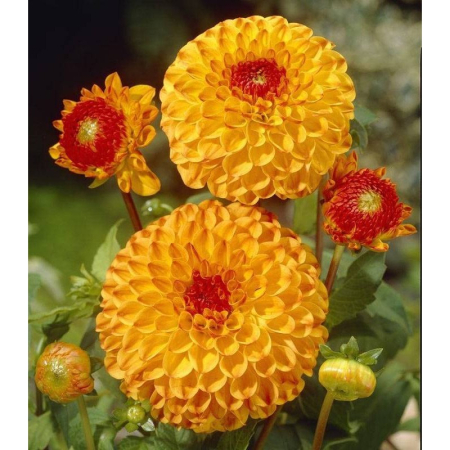 Dalia Sunny Boy, 1 Bulb Calitate Premium, Tip Ball, Galben cu Centru Rosu [2]