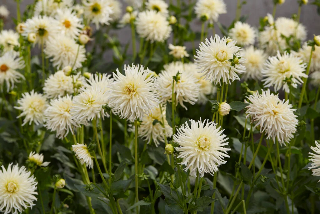 Dalia Tsuki Yori No Shisha, Bulbi de Calitate Premium, Alba, Tip Fimbriata [1]