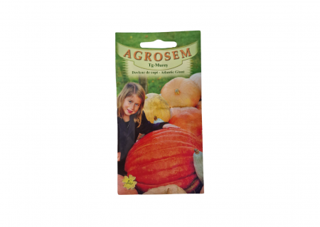 Seminte dovleac decorativ - Dovleac de copt - Atlantic giant 2g