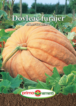 Seminte legume - Dovleac furajer Atlantic Giant 15 g