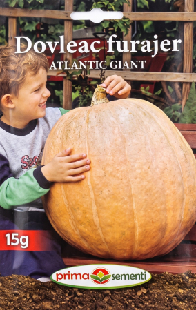 Seminte dovlecel / dovleac - Seminte Dovleac Furajer Atlantic Giant 15g - Soi Urias cu Productivitate Record