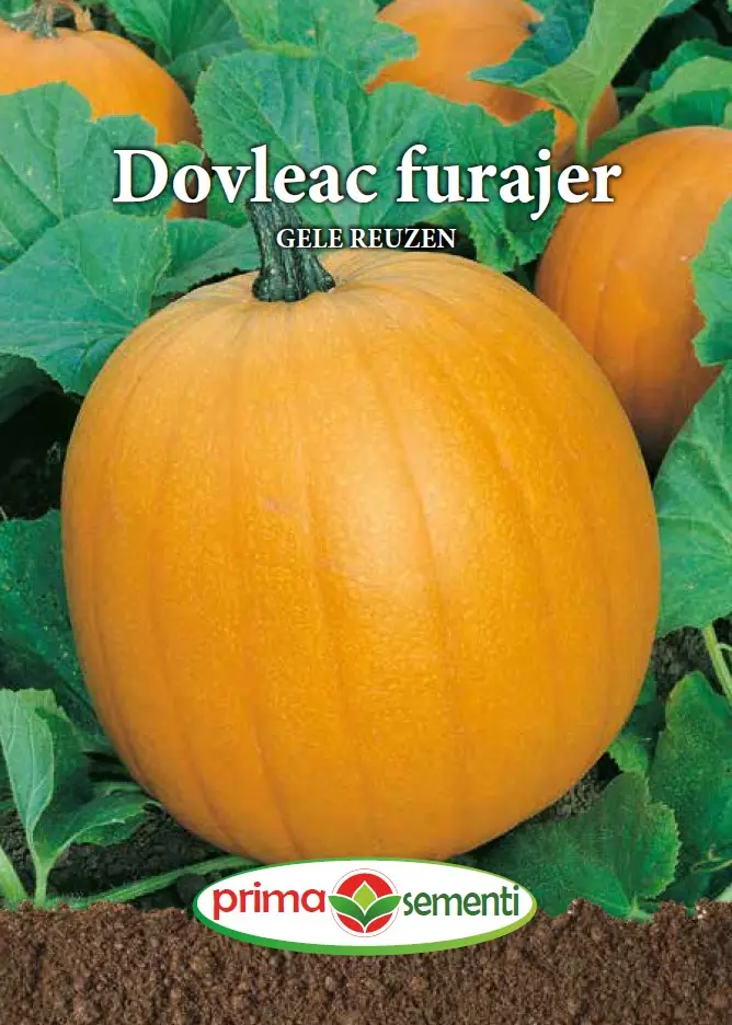 Seminte dovleac decorativ - Dovleac furajer Gele Reuzen 2 g – fructe mari, galbene, productie ridicata