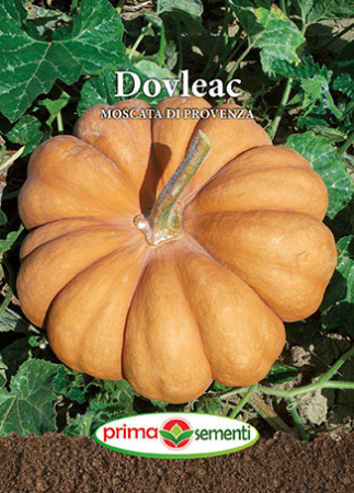 Seminte legume - Dovleac Moscata Di Provenza 2g