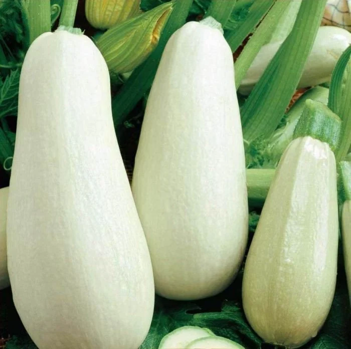 Seminte Dovlecel Alba 3g Kertimag - Soi Timpuriu cu Fructe Albe [1]